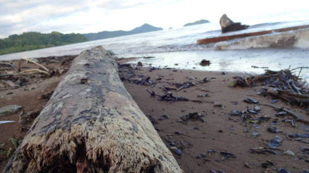 istock Driftwood on the beach 1882355484