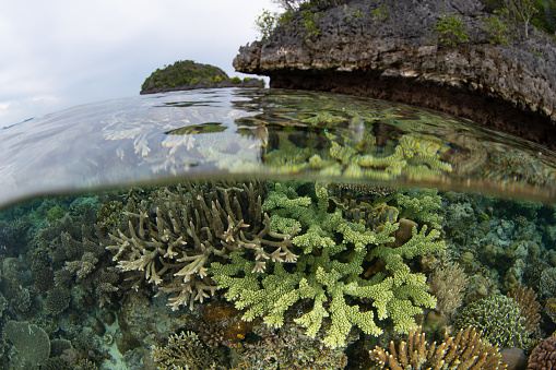 A spectacular variety of reef-building corals thrive on a shallow coral reef in Raja Ampat, Indonesia. This tropical region supports the greatest marine biodiversity on the planet.