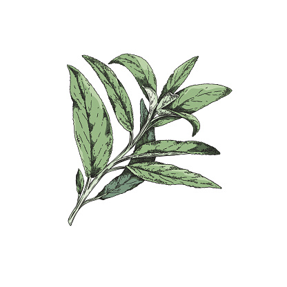 Sage branch color sketch. Aromatic medicinal herb. Hand drawn engraved isolated botanical vector illustration.