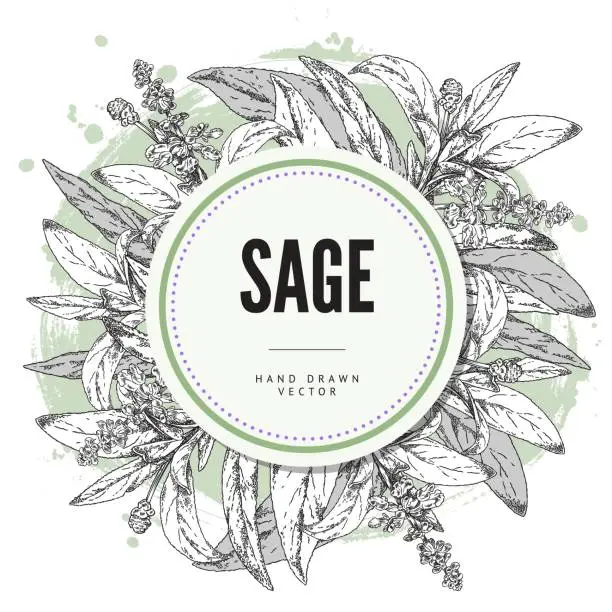 Vector illustration of Sage herb, round design composition in sketch style, vector illustration