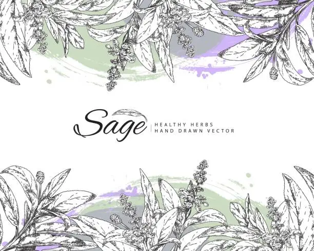 Vector illustration of Sage flowers and leaves seamless pattern border, vector hand drawn organic herbal tea, agricultural or wild medical plant, floral label design