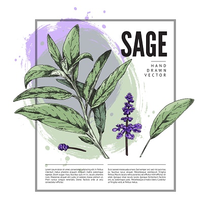 Sage leaves, branch and flowers color sketch poster. Design template with aromatic medicinal herbs and text. Hand drawn engraved botanical vector illustration on abstract background.