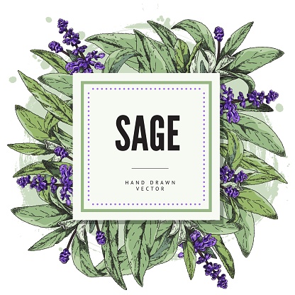 Decorative squared frame with hand drawn sage flowers and leaves sketch style, vector illustration isolated on white background. Design element, natural organic plant, healthy product