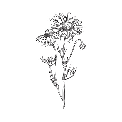 Wild chamomile, vector hand drawn sketch illustration, isolated on white. Daisy flower line art drawing. Outline of wildflower. Decorative ink engraved floral, herb and botanical element.