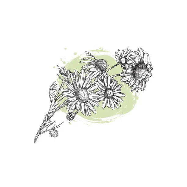 Vector illustration of Chamomile, twig wildflower, vector illustration in sketch style on white