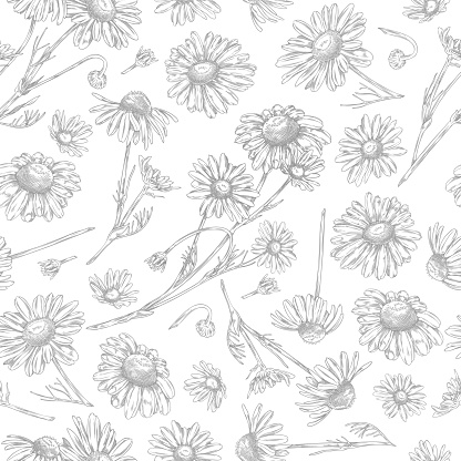 Seamless pattern with beautiful chamomile plant. Hand drawn line art blossom chamomile, daisy flowers with leaves on white background. Medical healing herb vector botanical engraved illustration