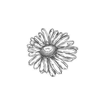 Chamomile single flower ink sketch. Hand drawn engraved botanical vintage floral element. Medical wild blossoming herb. Isolated vector illustration.