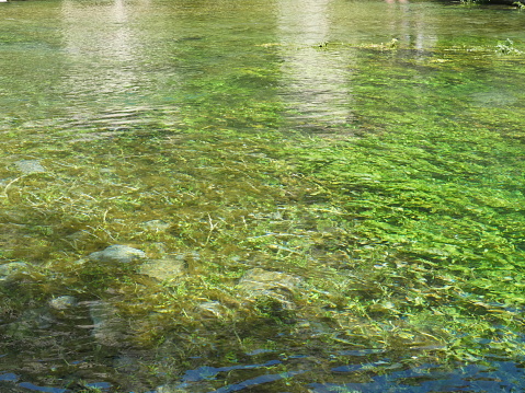 The purity of the transparent and limpid water of the Sorgue river lets us admire the green aquatic plants that cover the bottom of the river. This photo was taken at Fontaine de Vaucluse in Provence.