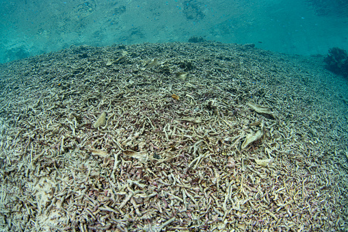 A shallow coral reef has been bleached and destroyed by high sea surface temperatures in Raja Ampat, Indonesia. But, this tropical region still supports the greatest marine biodiversity on the planet.