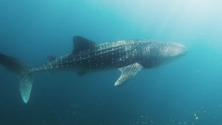 whale shark is a slow-moving undersea at maldives island