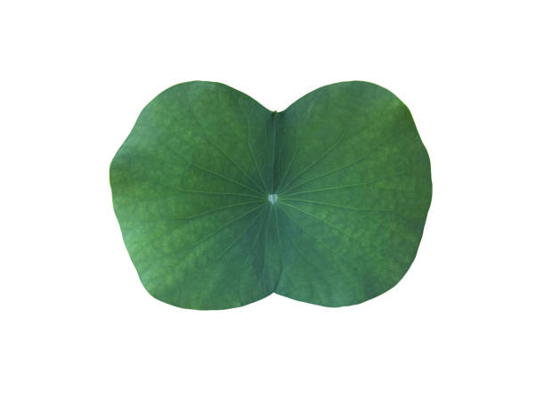 istock Lotus or waterlily plants 1882430361