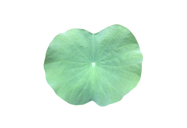 istock Lotus or waterlily plants 1882430369