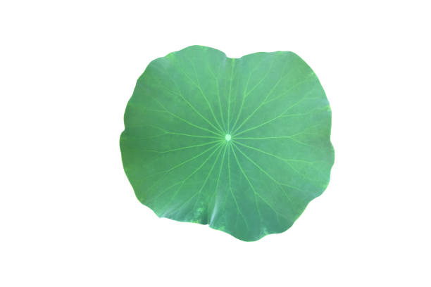 istock Lotus or waterlily plants 1882437080