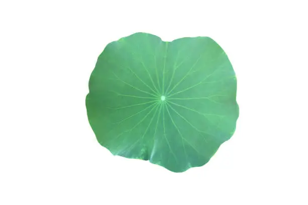 Lotus plants, flower, bud, leaf and trunk isolated on white background with clipping paths.