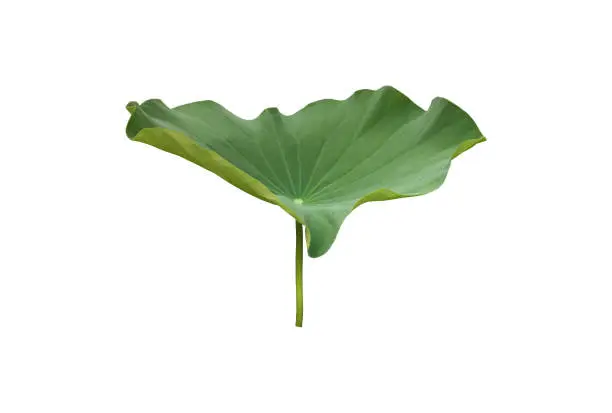 Lotus plants, flower, bud, leaf and trunk isolated on white background with clipping paths.