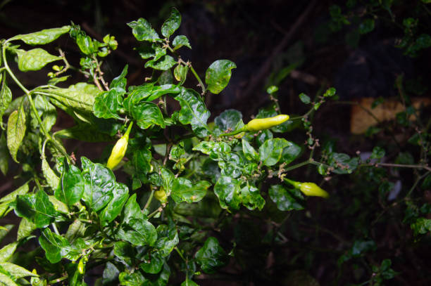 istock shot on young chilies that are still green 1882439676