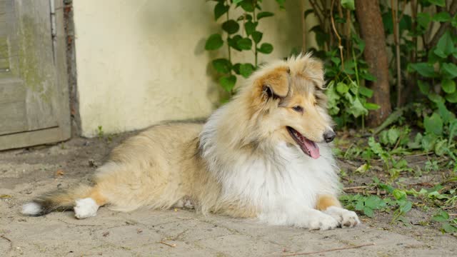 Young rough collie guards home in countryside, handheld view