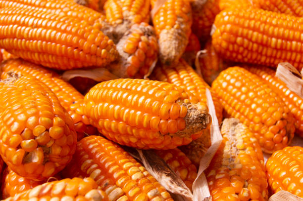 istock piles of corn being dried under the hot sun 1882450137