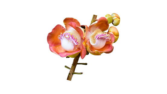 Isolated pink cannon ball flower head with clipping paths.