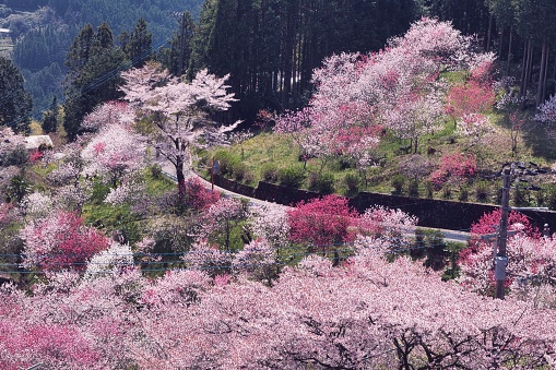 A mountain road full of fully bloomed sakura trees. Photo taken in Kochi Prefecture, Japan.