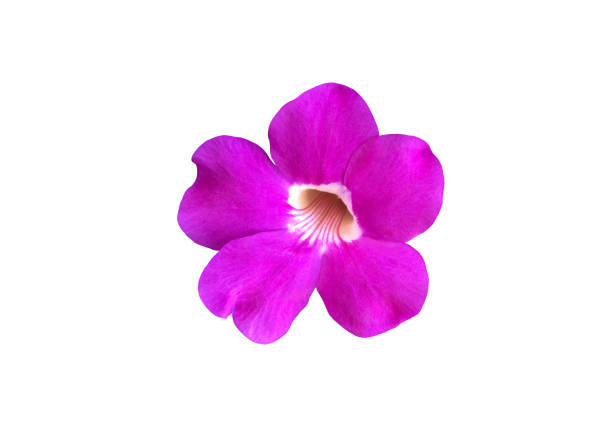 Isolated violet trumpet vine l aurel clockvine flower with clipping paths.