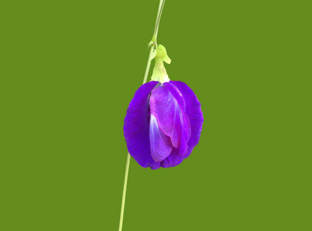 Isolated purple butterfly pea flower blooming on vine and leaf with clipping paths.