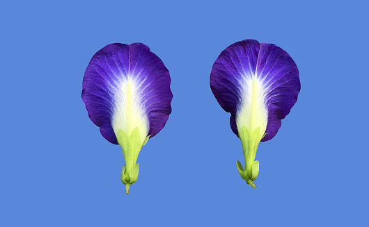 Isolated purple butterfly pea flower blooming on vine and leaf with clipping paths.