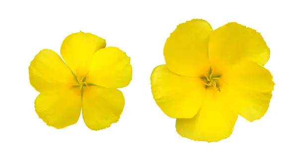 Isolated yellow sage rose, west Indian holly or turnera ulmifolia flower with clipping paths.