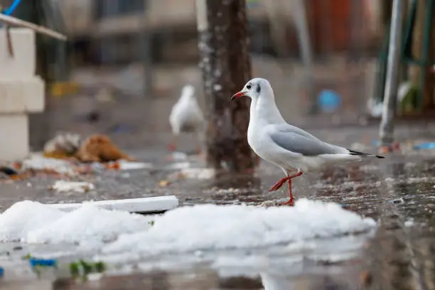 black-headed gull foraging at the end of a market in Paris