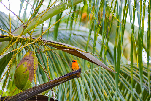 typical bird of Mauritius