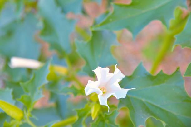 Datura stramonium, known by the common names thorn apple, jimsonweed (jimson weed), devil's snare, or devil's trumpet, is a poisonous flowering plant of the nightshade family Solanaceae. It is a species belonging to the Datura genus and Daturae tribe. Its likely origin was in Central America, and it has been introduced in many world regions. It is an aggressive invasive weed in temperate climates and tropical climates across the world. datura stramonium, conocida por los nombres comunes de manzana espinosa, hierba jimson, trampa del diablo o trompeta del diablo, es una planta con flores venenosas de la familia de las solanáceas. es una especie perteneciente al género datura y a la trib
