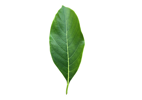 Jackfruit leaf isolated on white background with clipping paths.