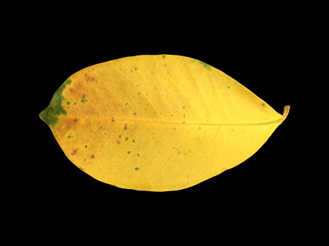 Isolated old and dried leaves of ficus benjamina with clipping paths.