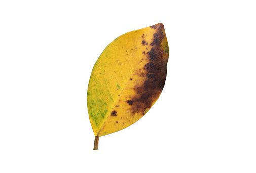 Isolated old and dried leaves of ficus benjamina with clipping paths.
