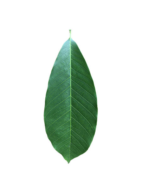 istock fresh and green rubber leaves 1882523990