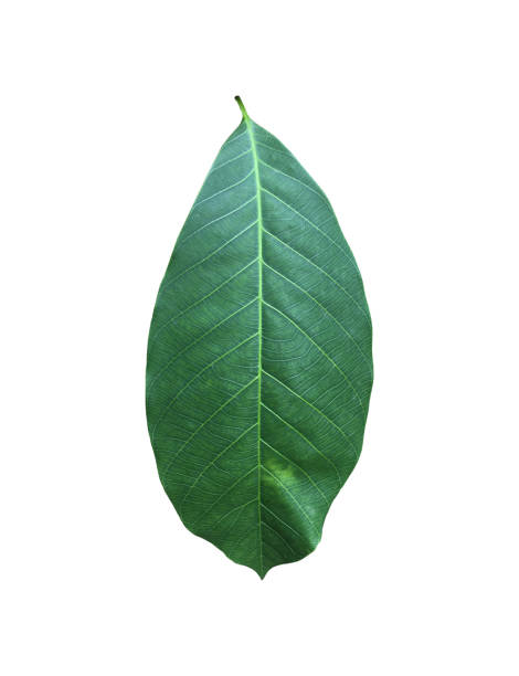 istock fresh and green rubber leaves 1882524496