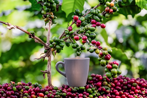 KAFFEE Plantage mit dem Produkt