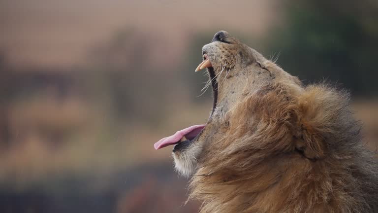 A Majestic Male Lion relaxing in the grasslands of African Savannah