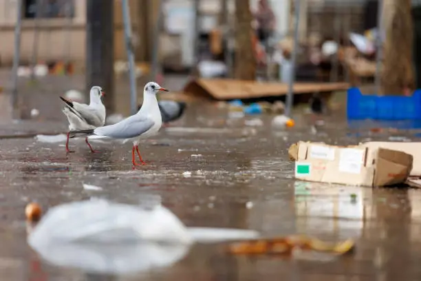 black-headed gulls foraging at the end of a market in Paris