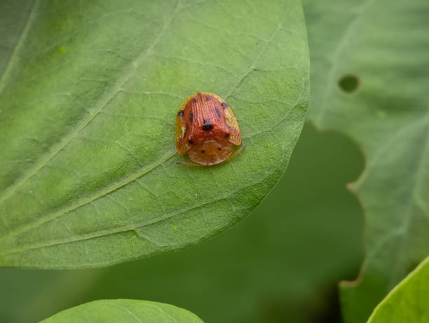 istock Close-up of a golden tortoise beetle on a leaf 1882575320