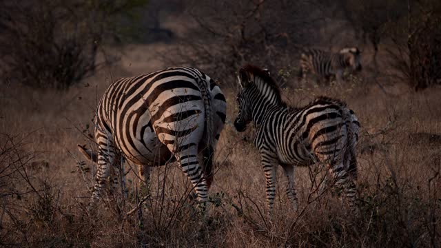 Zebra foal stands behind its grazing mother zebra