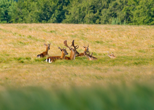 Large wild animals in southern Sweden that live free in the wildlife. Fox, fallow deer, red deer, roe deer, wild boar and more.