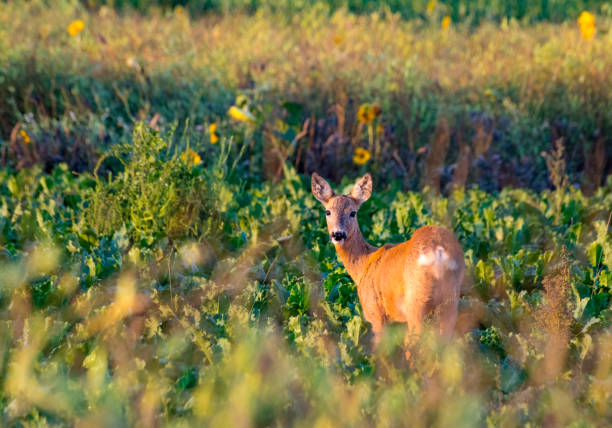 istock Wild free big animals in Sweden - Part 1 1882583693