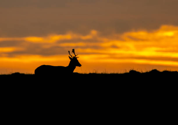 istock Wild free big animals in Sweden - Part 1 1882584213