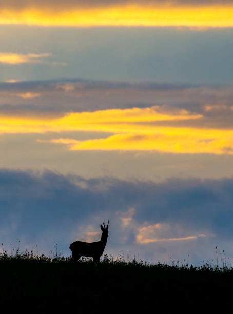 istock Wild free big animals in Sweden - Part 1 1882584742