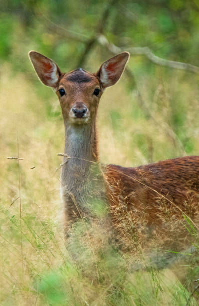 istock Wild free big animals in Sweden - Part 1 1882584747