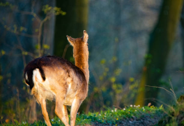 Large wild animals in southern Sweden that live free in the wildlife. Fox, fallow deer, red deer, roe deer, wild boar and more.