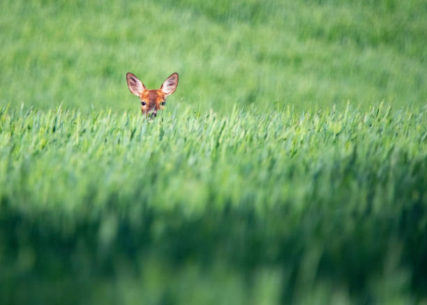 istock Wild free big animals in Sweden - Part 1 1882585799