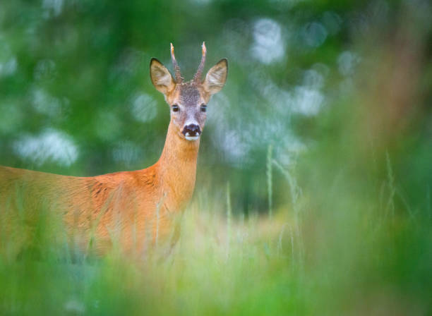istock Wild free big animals in Sweden - Part 1 1882586831