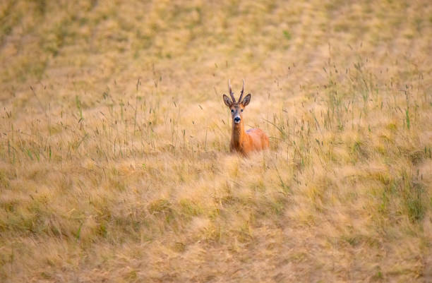 Large wild animals in southern Sweden that live free in the wildlife. Fox, fallow deer, red deer, roe deer, wild boar and more.
